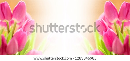 Fresh bright bouquet of pink tulip in paper bags. Beautiful greeting card. Spring Holidays concept. Copyspace. Banner