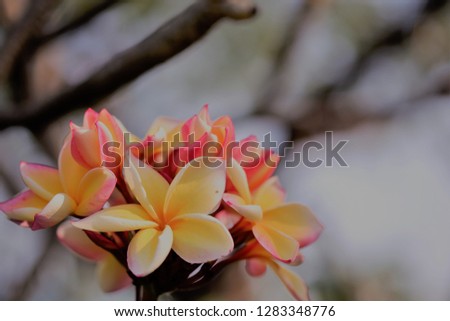 Frangipani or Plumeria or Pagoda tree or Singapore  Plumeria  or Temple tree flowers ( Scientific name; Plumeria obtusa)