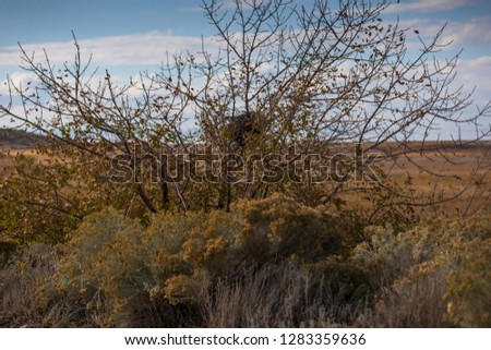 Vegetation on the island, Antelope island