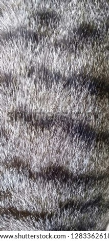 cat fur texture grey fur colors