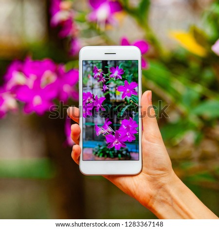 Mobile photography concept. Woman hand holding smartphone and taking photo of violet orchid flower on bright blue background. Nature concept. Place for your inscription