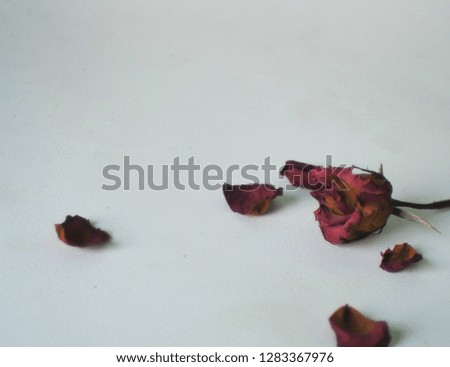 A dry red rose The dried and rose petals are falling on white background