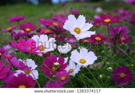 Zoom on a white cosmos flower in the middle of a white and purple cosmos field and on a blurred background Royalty-Free Stock Photo #1283374117