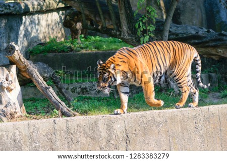 Beautiful and danger tiger