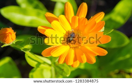 Calendula plants of the genus Tagetes. The common name refers to the Virgin Mary. Popular herbal and cosmetic products, carotenoids, sterols, flavonoids, tar and tannins, essential oil, coumarins,