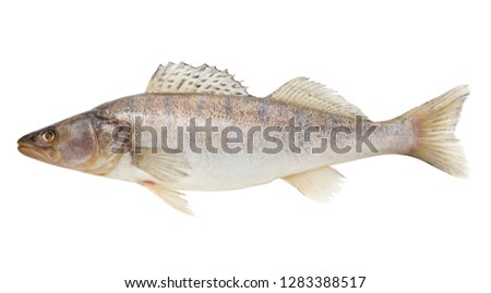 zander, fish raw, clipping path, isolated on white background, full depth of field Royalty-Free Stock Photo #1283388517