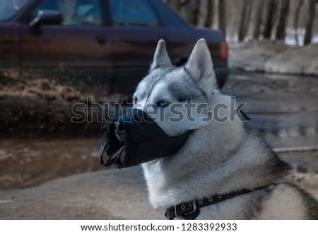 Picture of a dog