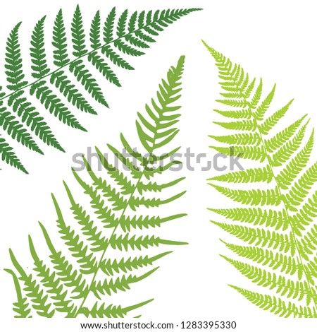 Fern leaf background. Tropical botanical card. Vector illustration