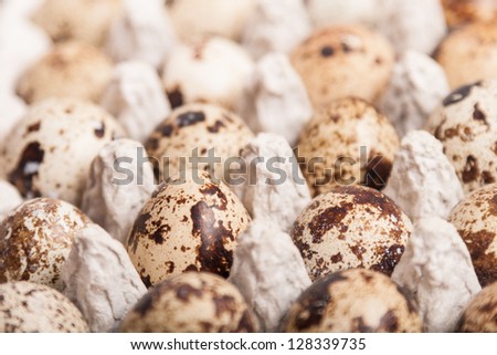 many fresh speckled quail eggs in container