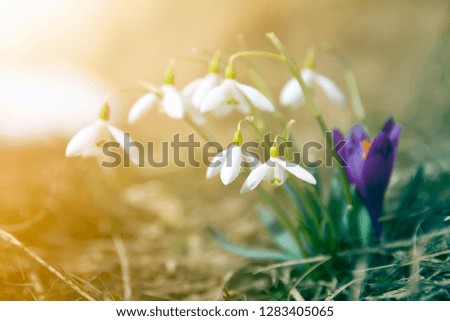 Close-up of lit by sun nice white snowflake spring flowers on high stems with tender green leaves blooming on mountain slope on blurred green and blue sky copy space background. Beauty of nature.