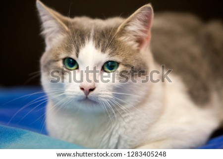 Close-up portrait of young nice small cute white and gray domestic cat kitten with dreamy expression on blurred black and blue background. Keeping animal pet at home wildlife concept.