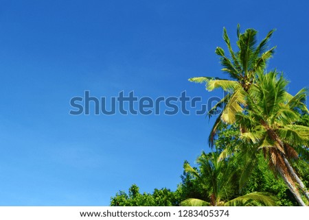 Blue sky and vivid green vegetation with palm trees. Tropical palm tree under the blue sky. Sunny day and palm.