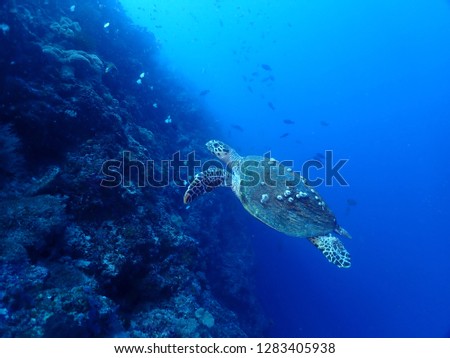 Scuba Diving in Rabaul and Kokopo , Papau New Guinea . Wall dives filled with coral reefs with amazing visibility up to 35 m  Royalty-Free Stock Photo #1283405938