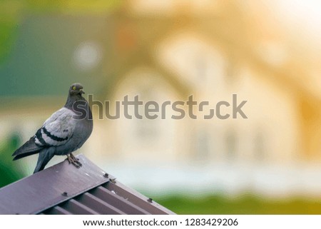 Close-up portrait of beautiful big gray and white grown pigeon with orange eye perching on the edge of brown metal tile roof on blurred bright green bokeh background.