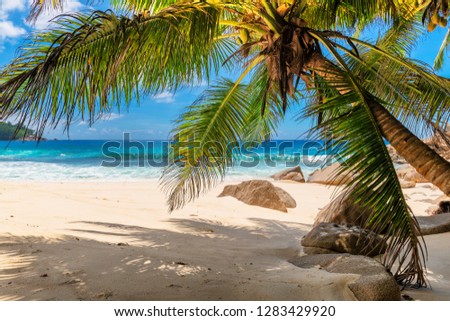 Palms and tropical beach with white sand. Summer vacation travel holiday background concept. Caribbean paradise beach.