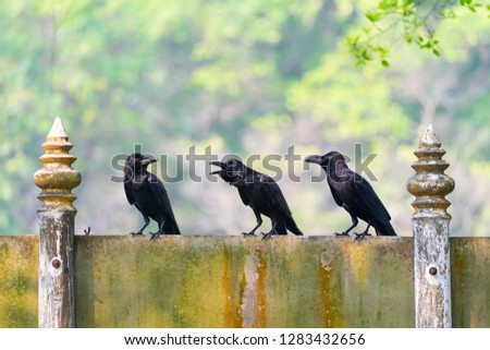 Three Large-billed Crow perching on cement sign board between two thai-style poles