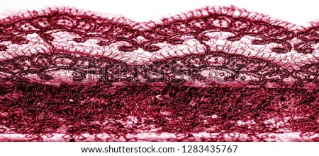Texture, pattern, lace fabric in red on a white background. Delicate and classic, this sheer lace has no significant stretch and pearlescent shine. Suitable for your design wallpapers and posters