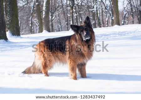 dog, black German shepherd fun in the winter snowy forest