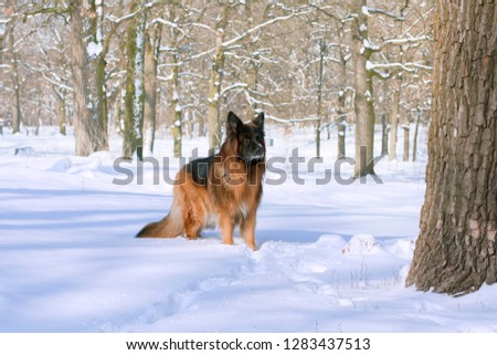dog,  German shepherd fun in the winter snowy forest