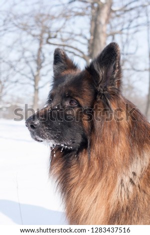 dog,  German shepherd fun in the winter snowy forest