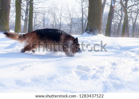 dog, black German shepherd fun in the winter snowy forest