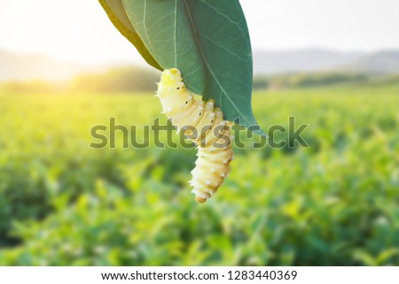 white Worm white Silkworms are eating mulberry leaves Royalty-Free Stock Photo #1283440369