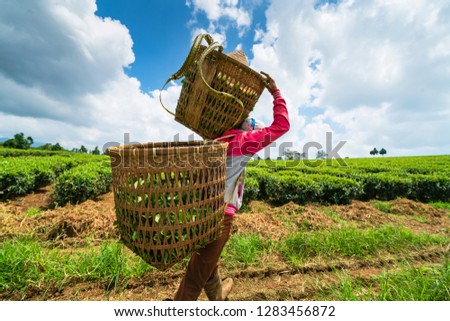 BAO LOC, VIETNAM - October 05, 2018: Farmers collecting tea at Bao Loc, Lam Dong, Vietnam.