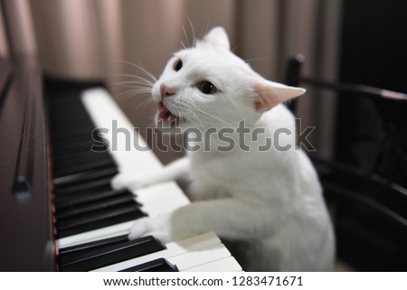 Cat play piano