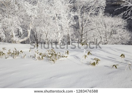 The dark green leaves of sturdy bamboo plants grow on the surface of fresh powder snow beside a frozen mountain forest in the wilderness of Hokkaido, Japan.