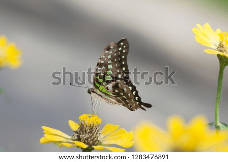 butterfly in a beautiful spring garden