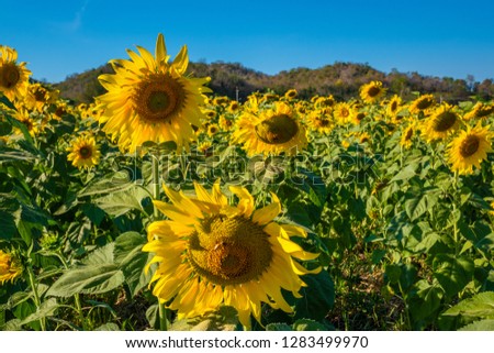 close-up sunflower bright blue sky