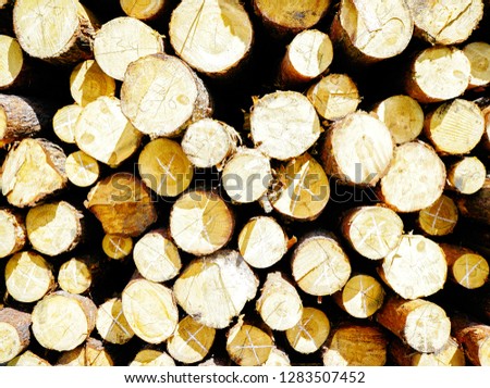 big natural wooden log sections background