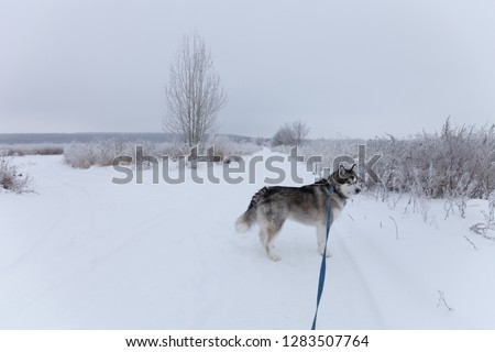 Dog breed alaskan malamute at walk on snowy road.