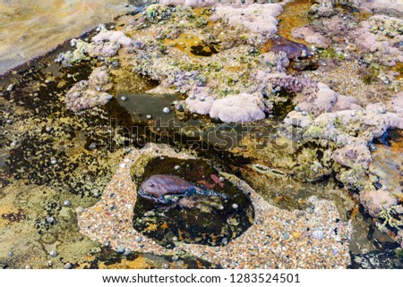 Colorful coral, moss, seashells and stones suitable for background and wall paper, 