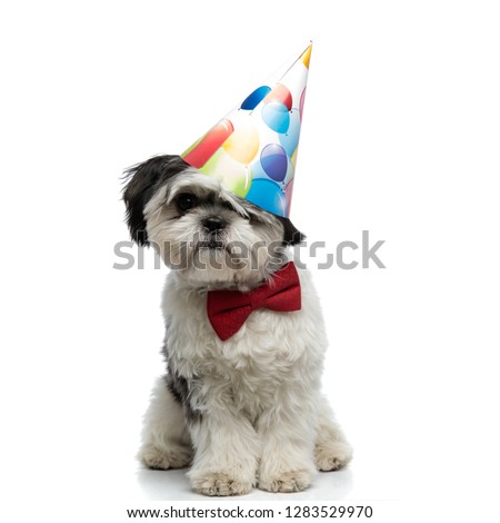 birthday shih tzu wearing red bowtie sits on white background and looks to side