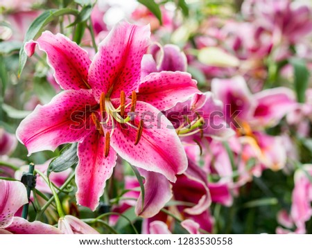 beautiful lily flower nature plant in garden