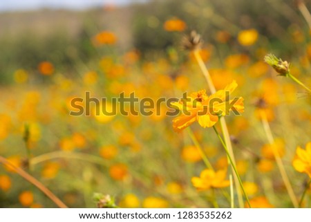 Beautiful blooming yellow cosmos flower with clouds and blue sky. Landscape and botany image.