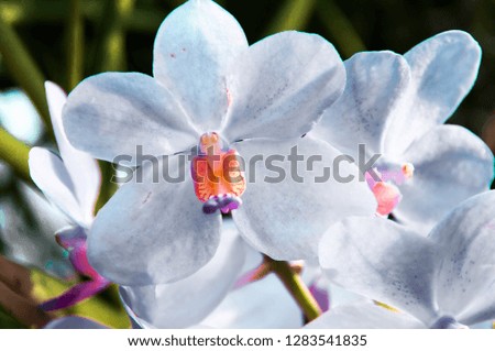 Close up  beautiful  Orchids  in Thailand.