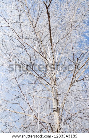 Frozen branches on a tree against a blue sky .