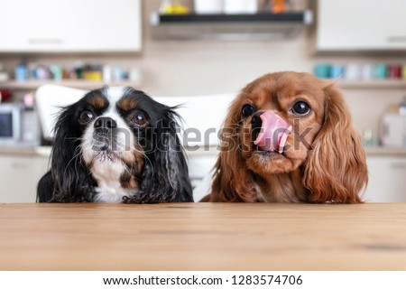 Two dogs sitting behind the kitchen table waiting for food Royalty-Free Stock Photo #1283574706