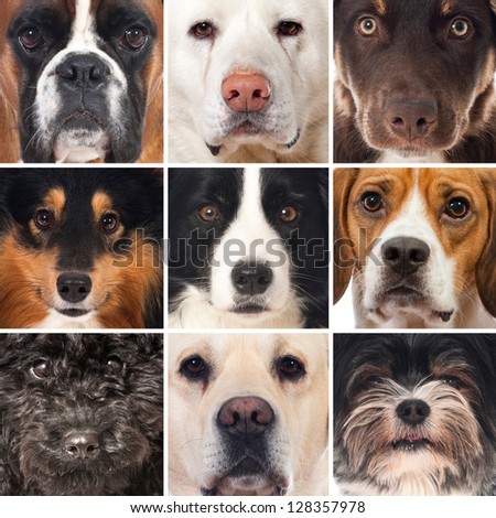 Dogs collage