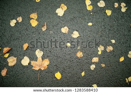 fall wet leaves background / autumn background, yellow leaves fallen from the trees, fall of the leaves, autumn park