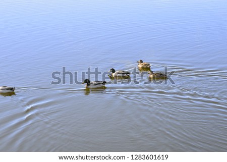 group of ducks in the lake of Casar of Caceres. We can find different species of ducks such as mallard or duck, redfish or moorhen and many others