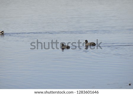 group of ducks in the lake of Casar of Caceres. We can find different species of ducks such as mallard or duck, redfish or moorhen and many others