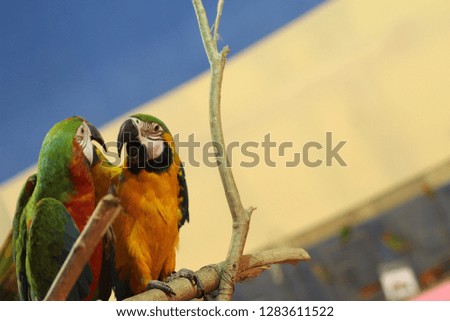BIRDS HUMAN AND NATURE