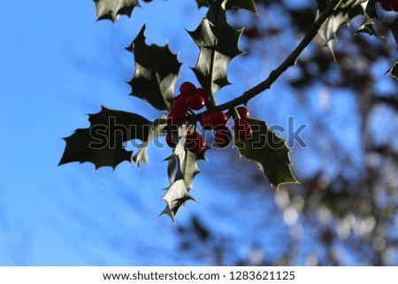 Holly branch with red berries