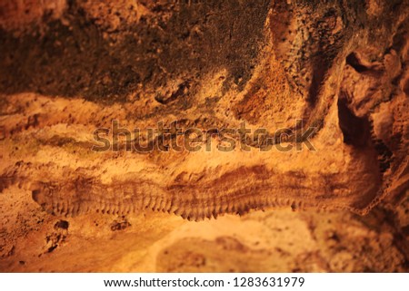 fossil in the cave, Aruba