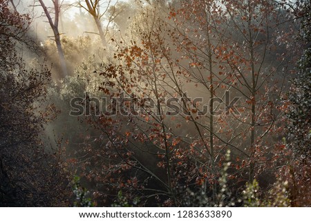 Rays of the sun breaking through the fog. Mystic view of misty forest. Wooded forest trees with golden sunlight. 