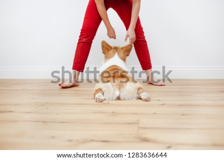 Beautiful ass young well-groomed red dog Welsh Corgi Pembroke without a tail and with protruding ears, lying on the wooden floor, between the bare feet of a girl in red trousers.
 