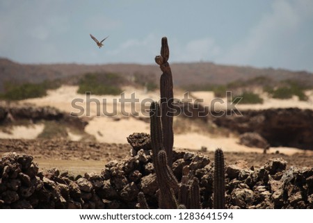 Desert landscape with cactus and bird